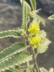 Corchorus kirkii