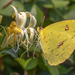 Cloudless Sulphur - Photo (c) bwood708, some rights reserved (CC BY-NC), uploaded by bwood708