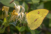 Cloudless Sulphur - Photo (c) bwood708, some rights reserved (CC BY-NC), uploaded by bwood708