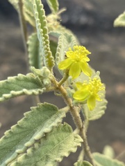Corchorus kirkii