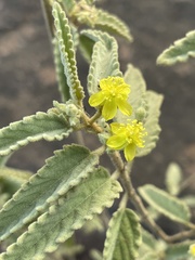 Corchorus kirkii