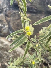 Corchorus kirkii