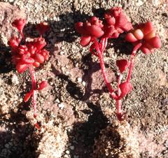 Crassula umbellata