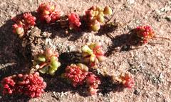 Crassula umbellata