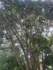 Magnolia fordiana