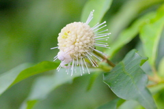 Mastira tegularis