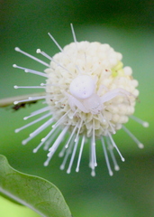 Mastira tegularis