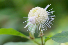 Mastira tegularis