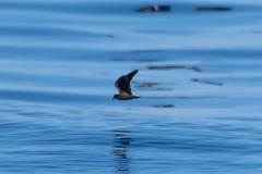 Hydrobates microsoma