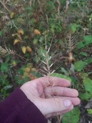 Elymus hystrix hystrix