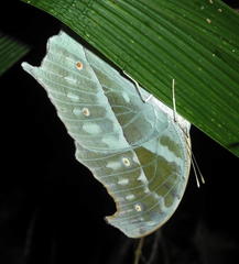 Protogoniomorpha parhassus