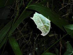 Protogoniomorpha parhassus