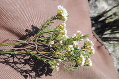 Diosma tenella