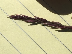 Poa secunda