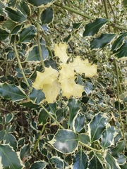 Ilex