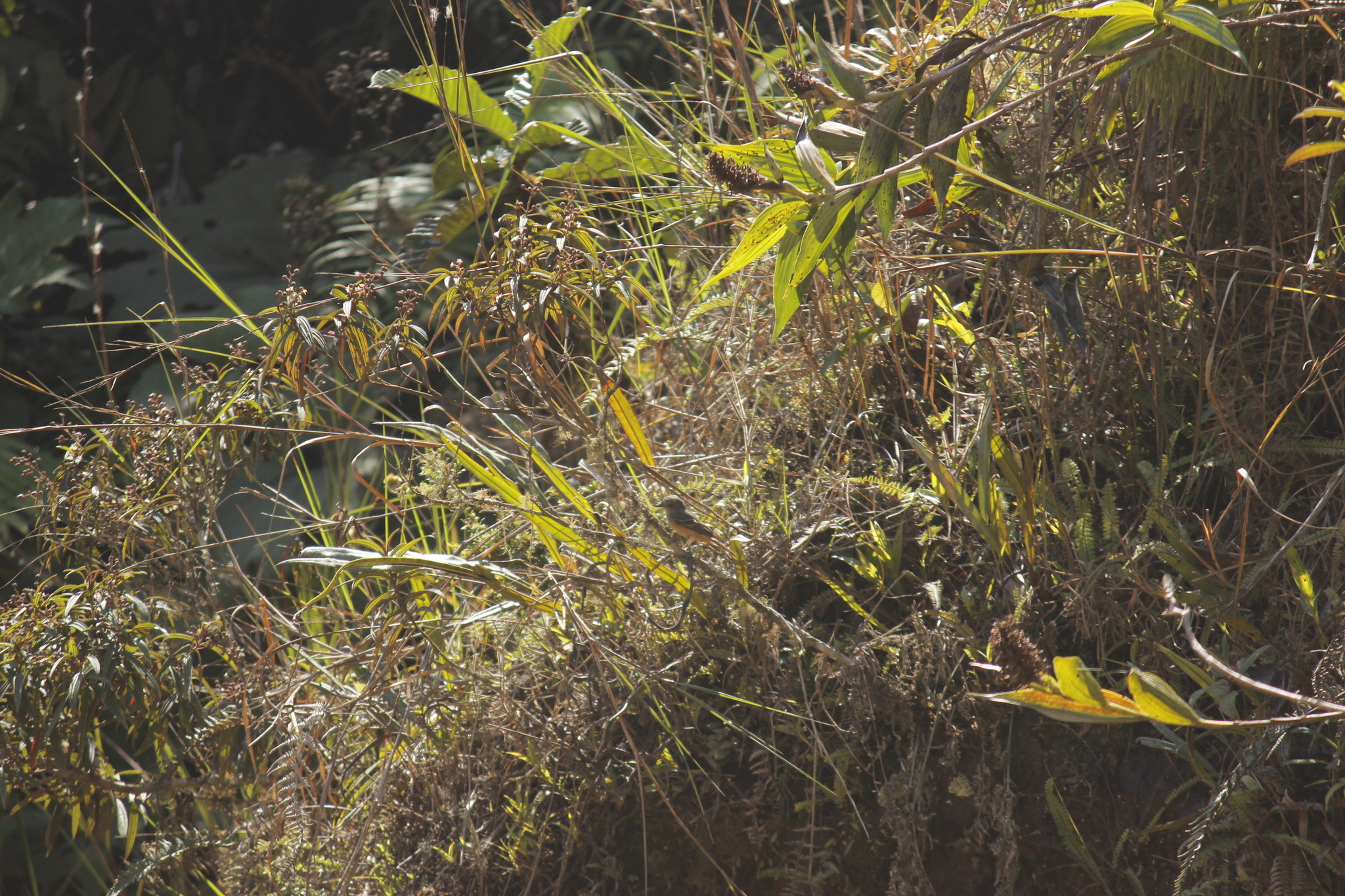 Rufous-tailed Tyrant (Knipolegus poecilurus), photo 7