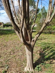 Lagerstroemia indica
