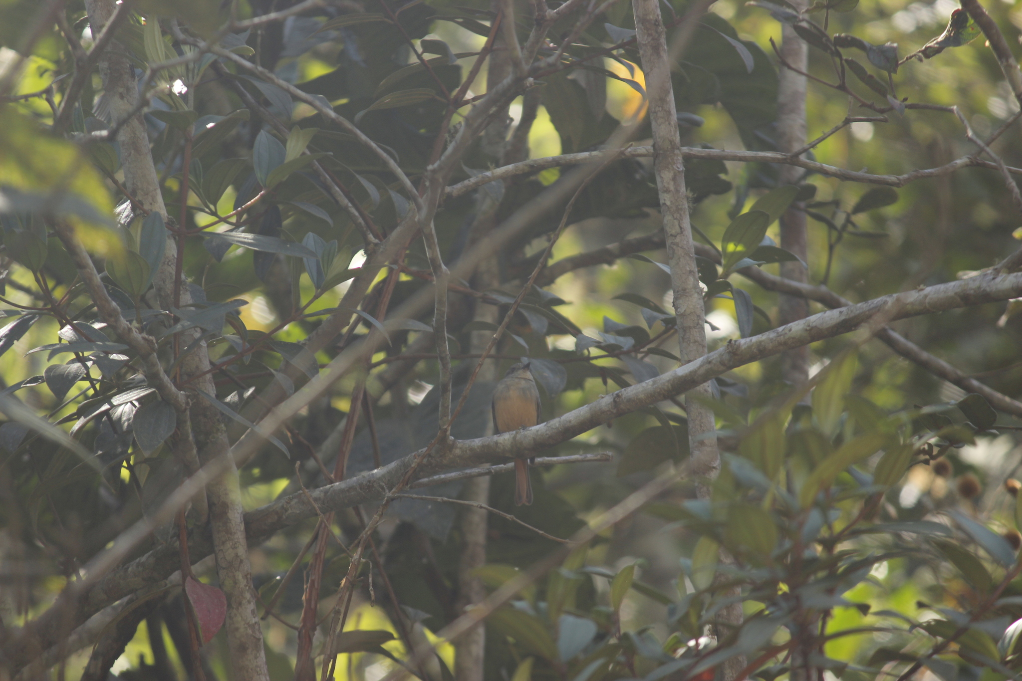 Rufous-tailed Tyrant (Knipolegus poecilurus), photo 6