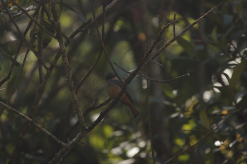 Rufous-tailed Tyrant (Knipolegus poecilurus), photo 10