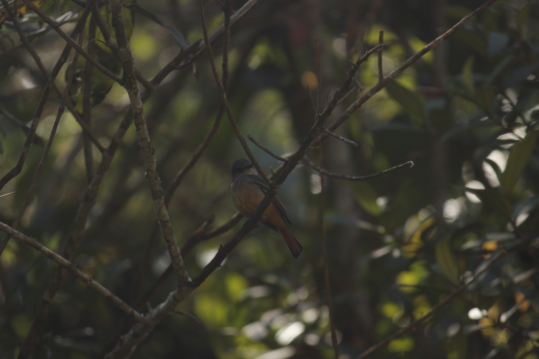 Rufous-tailed Tyrant (Knipolegus poecilurus), photo 8