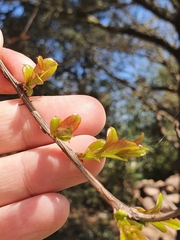 Lagerstroemia indica