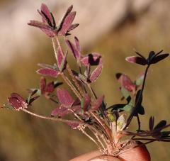 Oxalis heterophylla