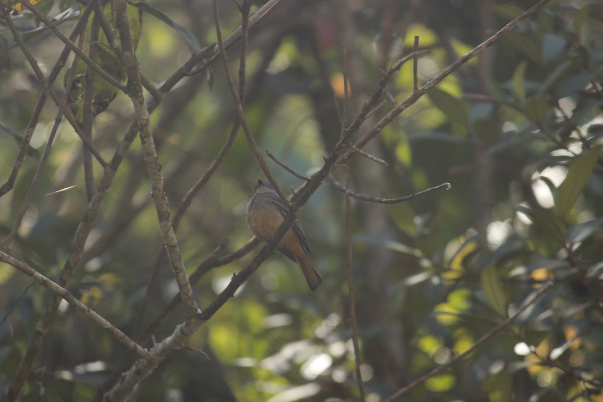 Rufous-tailed Tyrant (Knipolegus poecilurus), photo 9
