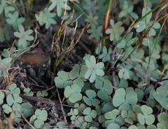 Oxalis heterophylla