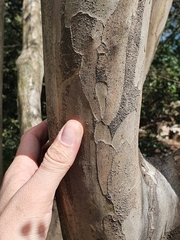 Lagerstroemia indica