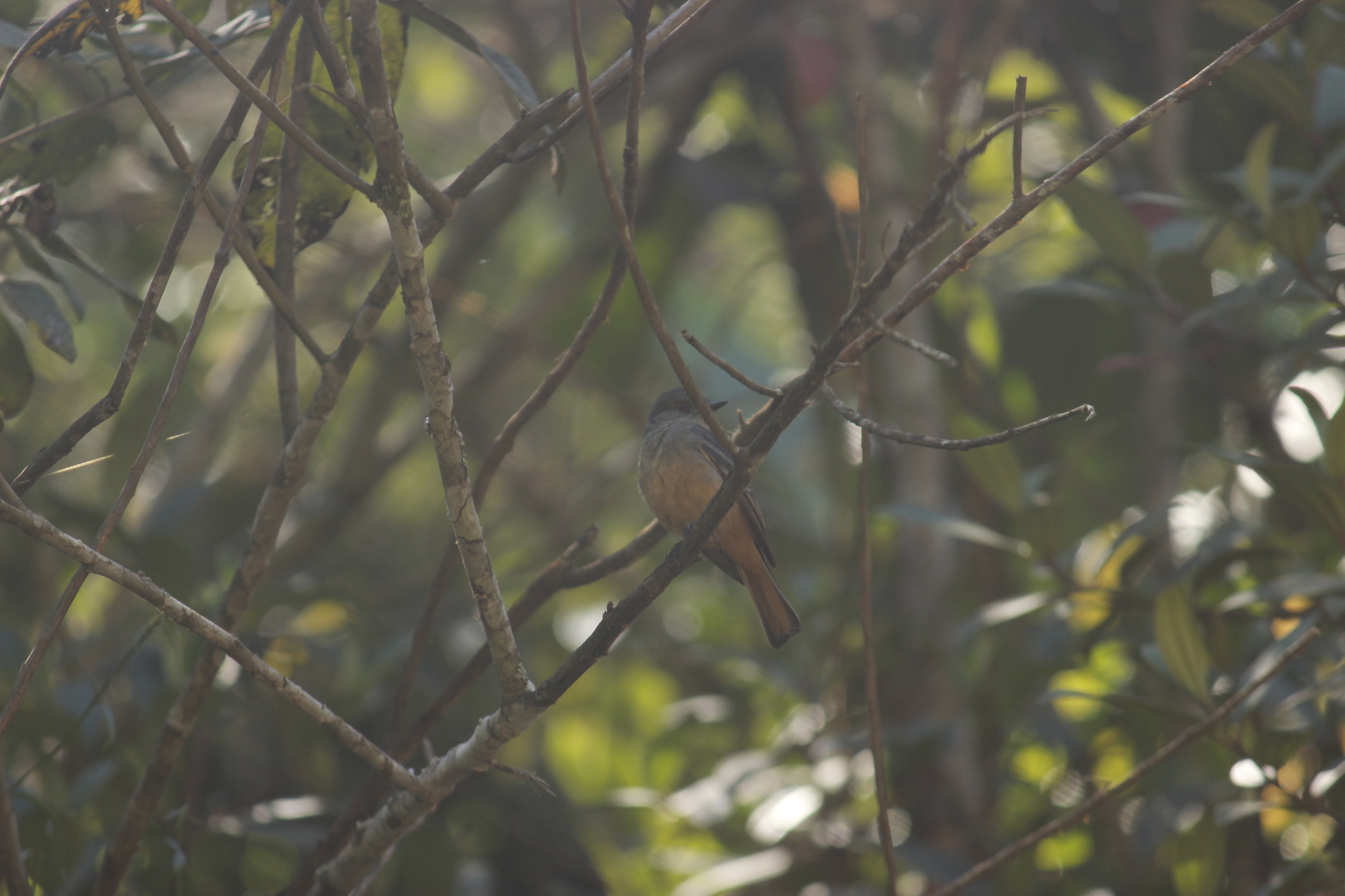 Rufous-tailed Tyrant (Knipolegus poecilurus), photo 10