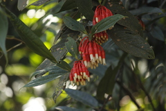 Psammisia coarctata, photograph Ruth Gutiérrez Oliveros, CC0, iNaturalist via GBIF