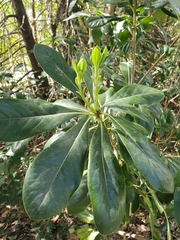 Pittosporum tobira
