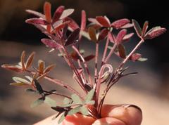 Oxalis heterophylla