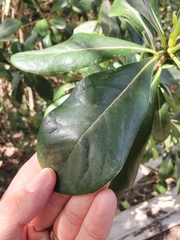Pittosporum tobira