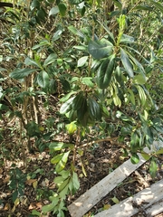 Pittosporum tobira