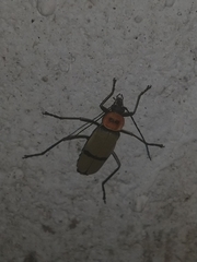 Chauliognathus nigrocinctus