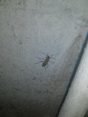 Chauliognathus nigrocinctus