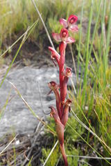 Disa ophrydea