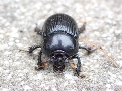 Phelotrupes formosanus