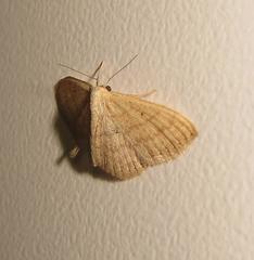 Scopula lactaria