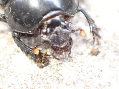 Phelotrupes formosanus