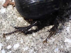 Phelotrupes formosanus