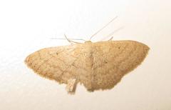 Scopula lactaria