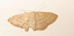 Scopula lactaria