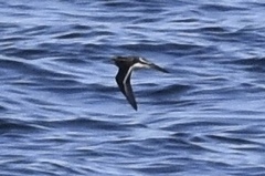 Phalaropus fulicarius