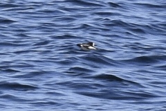 Phalaropus fulicarius