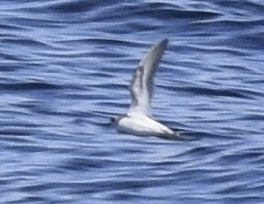 Phalaropus fulicarius