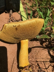 Boletus auripes