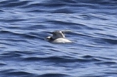 Phalaropus fulicarius