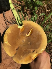 Boletus auripes